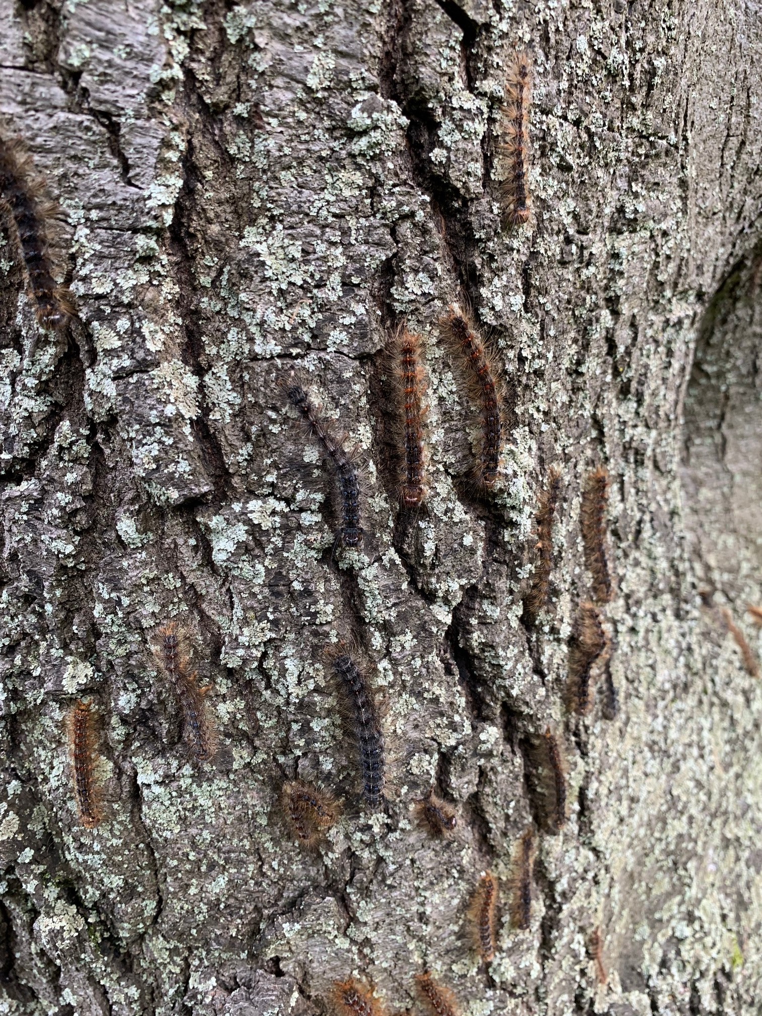 Gypsy moth with Entomophaga